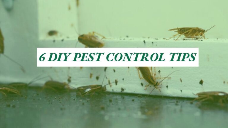 6 DIY Pest Control Measures.