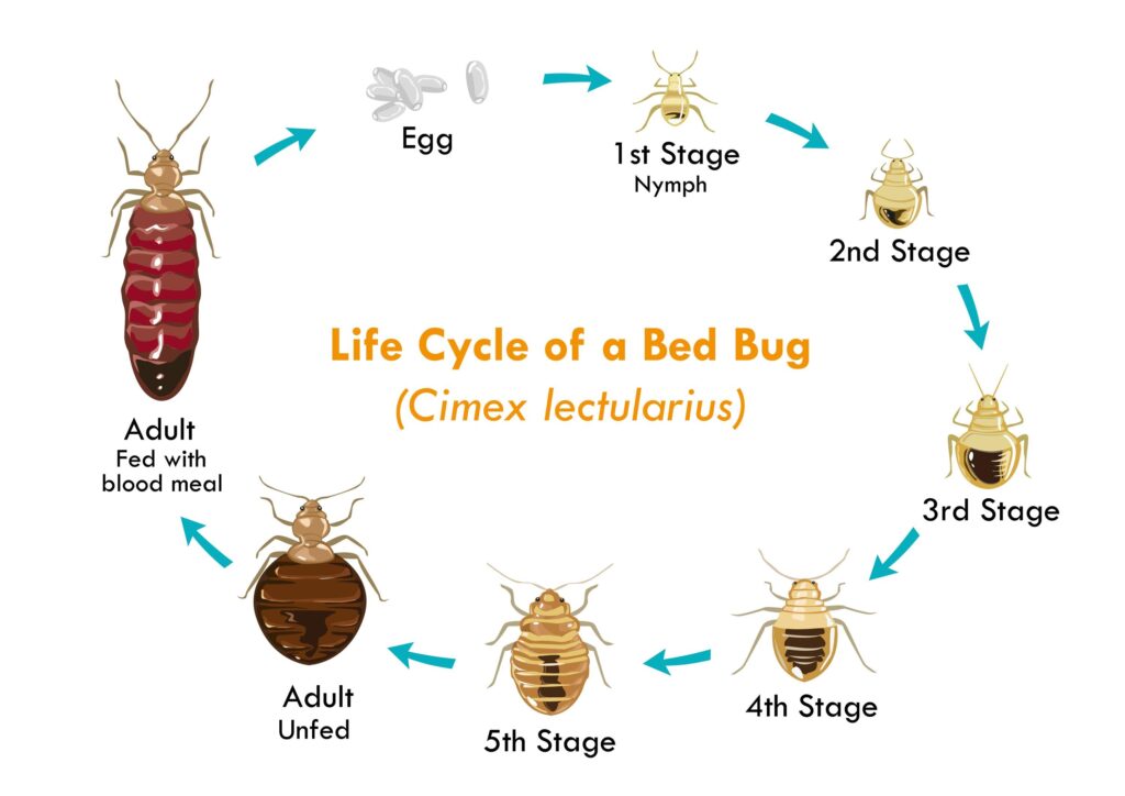 bedbug life cycle